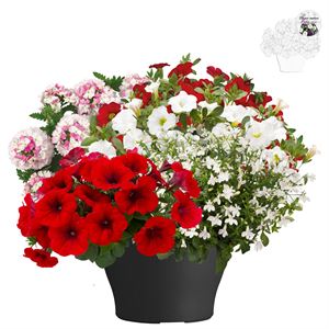 Afbeelding van TP26 Patio Mix 9